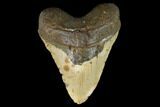 Huge, Fossil Megalodon Tooth - North Carolina #124946-1